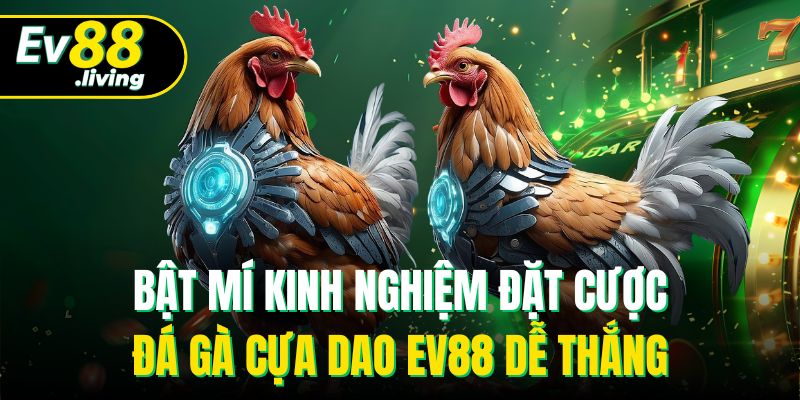 Quan sát gà chiến