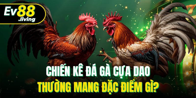 Chiến kê đá gà cựa dao thường mang đặc điểm gì?