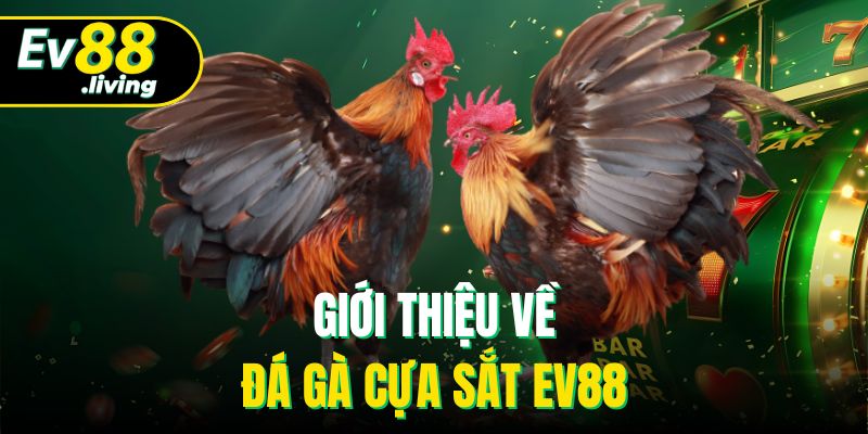 Giới thiệu về đá gà cựa sắt EV88