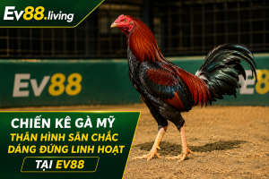 Chiến kê gà Mỹ có thân hình săn chắc và dáng đứng linh hoạt tại EV88